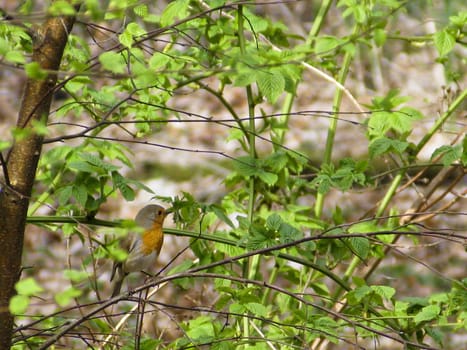european robin, erithacus rubecula in a bush in spring