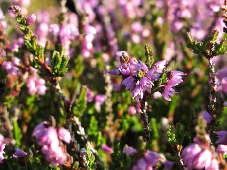 flowering erica plant in a heather field, Calluna vulgaris