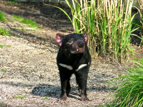 Tasmanian devil, sarcophilus harrisii, seen from the front