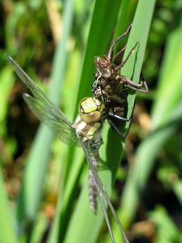 female southern hawker, Aeshna cyanea, dragonfly just emerged from the nymph-cuticle