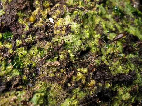 green marine sponge in the rocky intertidal of the pacific northwest