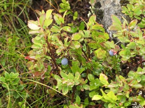 bush with ripe bilberry in the alps, austria