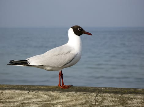 black headed gull standing on wood with the sea in background