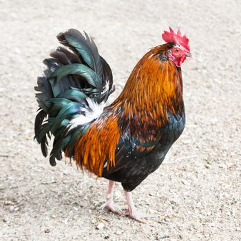 Black and orange rooster or cockerel in profile in a chicken run or yard.