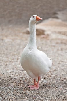 A goose or gander walking in a farmyard.