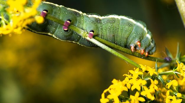 Larva of Butterfly a spring day at Laghetti, Italy