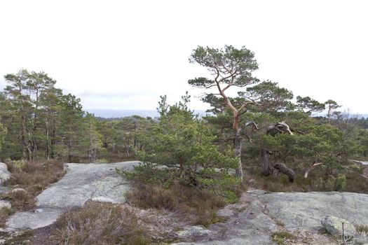 rural landscape with conifers and rocks in norway