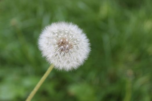 nice image of dandelion on grass background