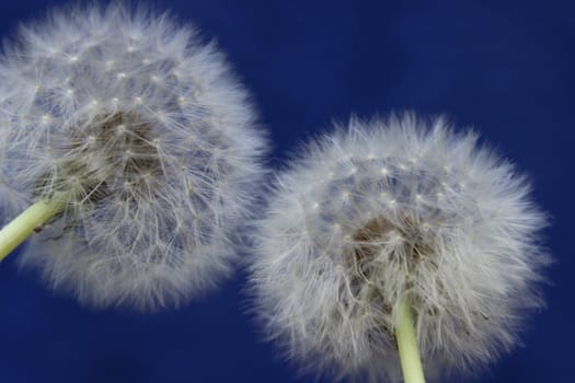 nice image with two dandelions on blue background