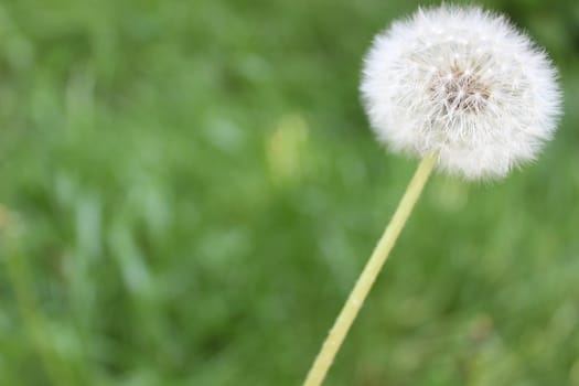 nice image of dandelion on green background