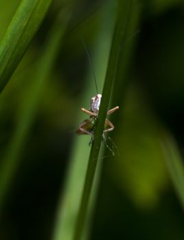 Katydid on a grass straw an early morning in May