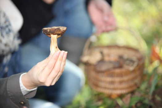 hand holding mushrooms