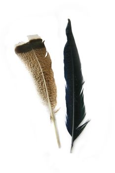 Two feathers from different birds