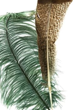 Two exotic bird feathers