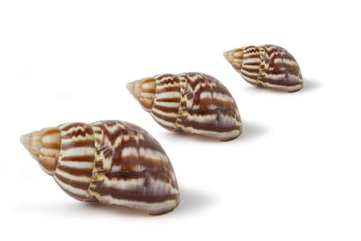 Three sea shells