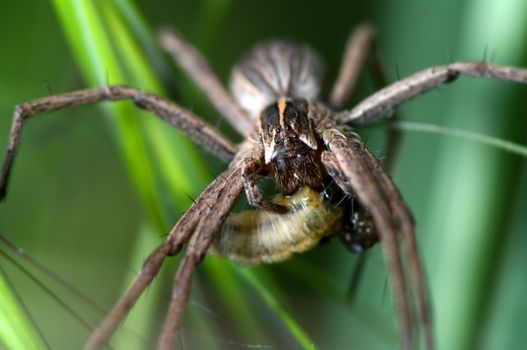 Spider eating a larva at Laghetti, Modena, Italy