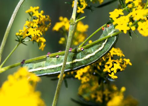 Larva of Butterfly a spring day at Laghetti, Italy