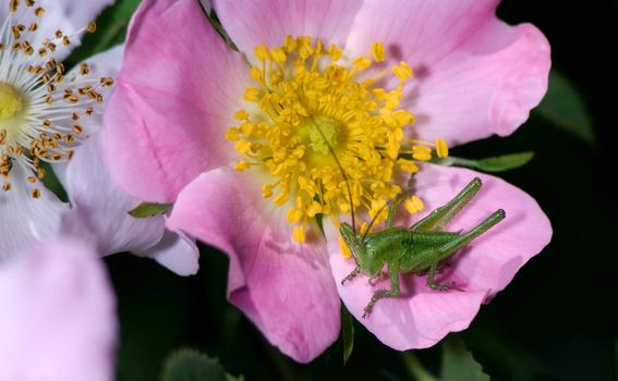 Katydid on wild rose a spring morning at Laghetti