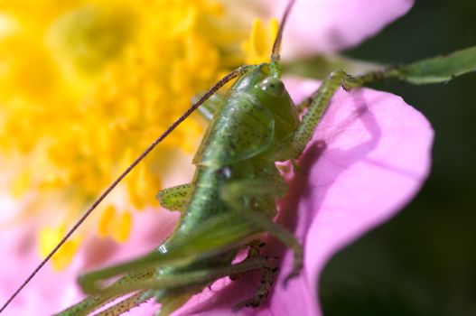 Katydid on wild rose a spring morning at Laghetti