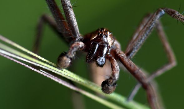 Spider on a straw of grass an early spring morning