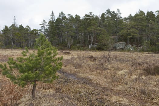 rural scene with forest and marsh. single tree in foreground - norway