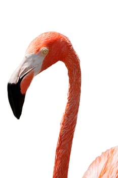 Close up of pink flamingo bird isolated on white background