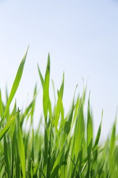 juicy green summer grass on a white background