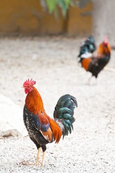 Two roosters or cockerels in a chicken run or yard in Spain, one in focus in the foreground and another in the background with shallow depth of field.