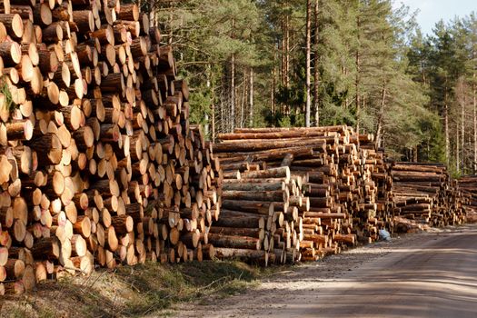 freshly cut logs stack at rural roadside