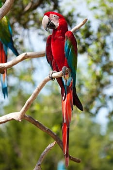 Red Macaw perched on a tree branch.