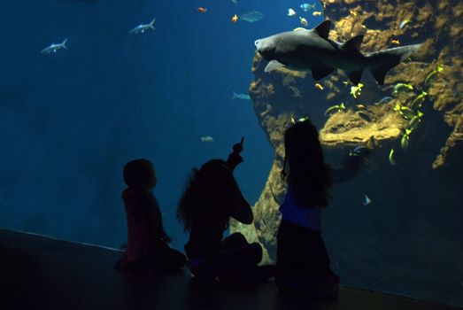 children in front of a big tank with shark