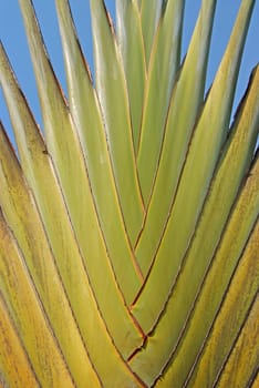 texture and pattern detail of banana fan (Ravenala) 