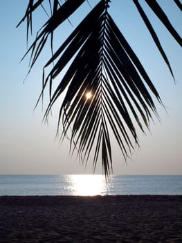 Coconut palm tree silhouette against the sun
