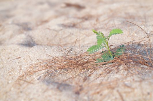 Lonely little young plant growing on sand