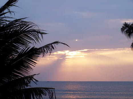 Coconut palm tree silhouette against the sun