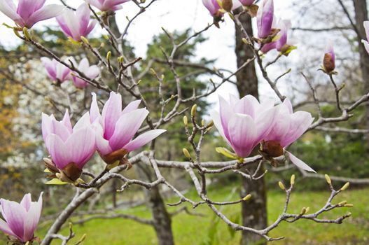 The spring flower blooms in the garden