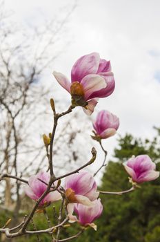 The spring flower blooms in the garden