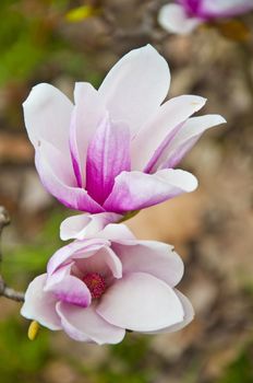 The spring flower blooms in the garden