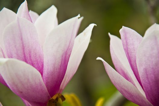 The spring flower blooms in the garden