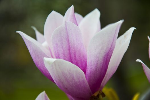 The spring flower blooms in the garden