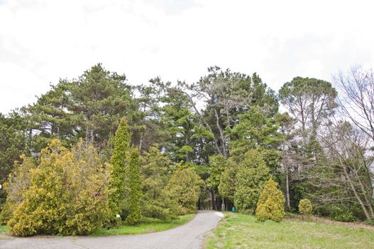 Natural arboretum park in city Sochi. Spring