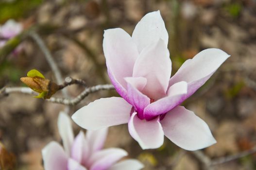The spring flower blooms in the garden