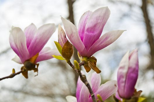 The spring flower blooms in the garden