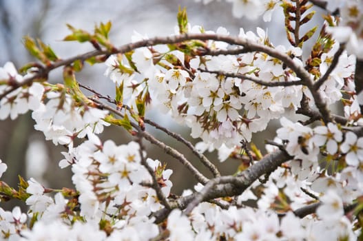 Closeup on bunch of sakura flowers on a sunny day