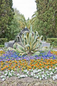 Natural arboretum park in spring city Sochi