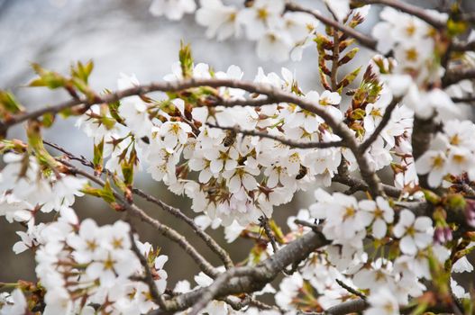 Closeup on bunch of sakura flowers on a sunny day