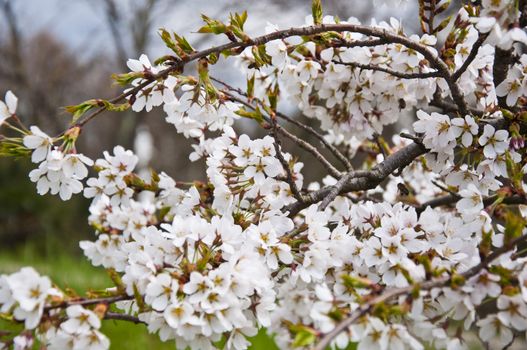 Closeup on bunch of sakura flowers on a sunny day