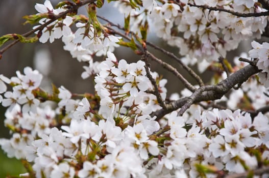 Closeup on bunch of sakura flowers on a sunny day