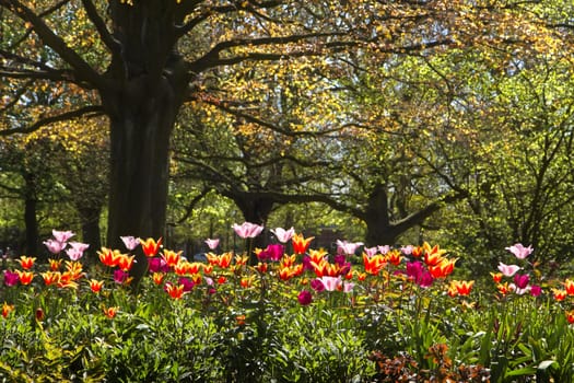 Colorful tulips and old red leaf beechtree in park in spring