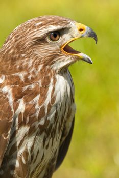 Ferruginous hawk or Butea regalis in side angle view screaming